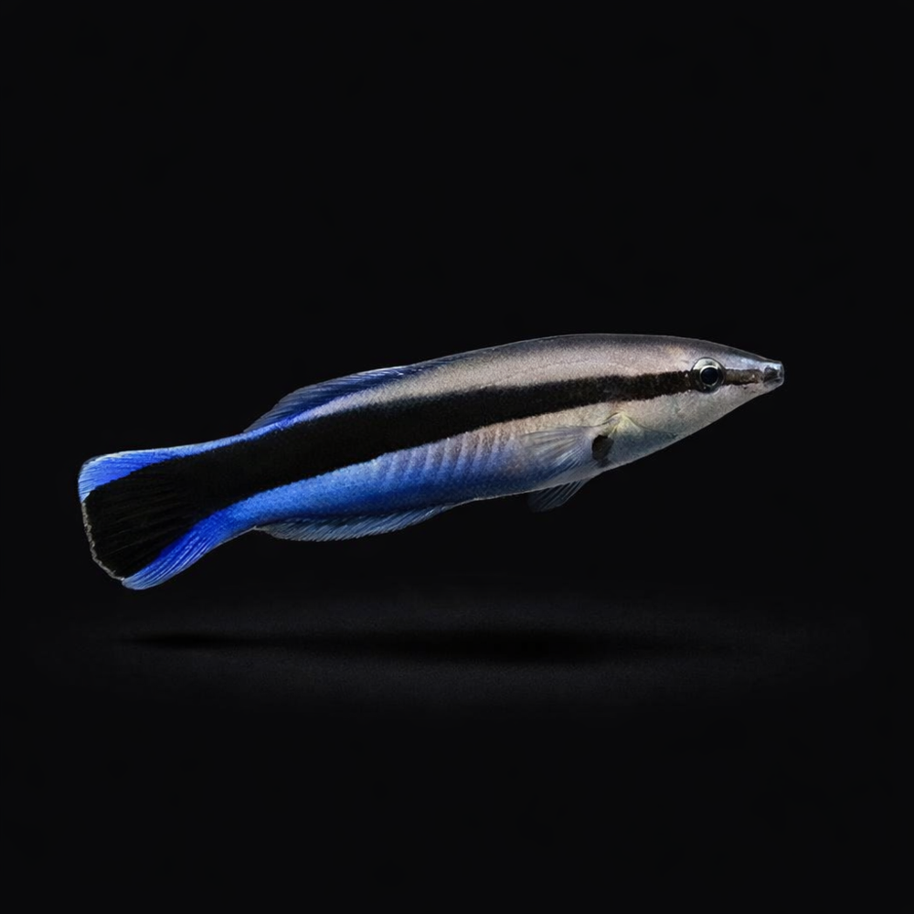 Labroides Fish Labroides dimidiatus - Blaustreifen Putzerlippfisch