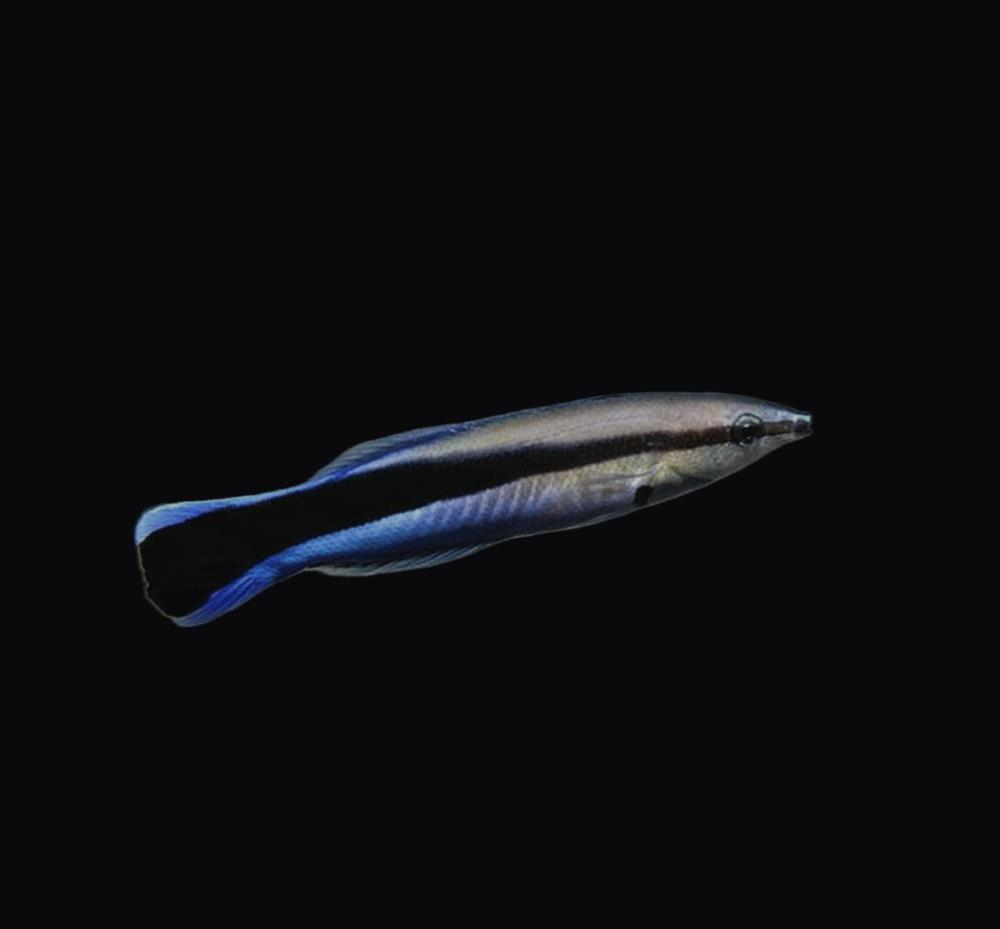 Labroides dimidiatus - Blaustreifen Putzerlippfisch
