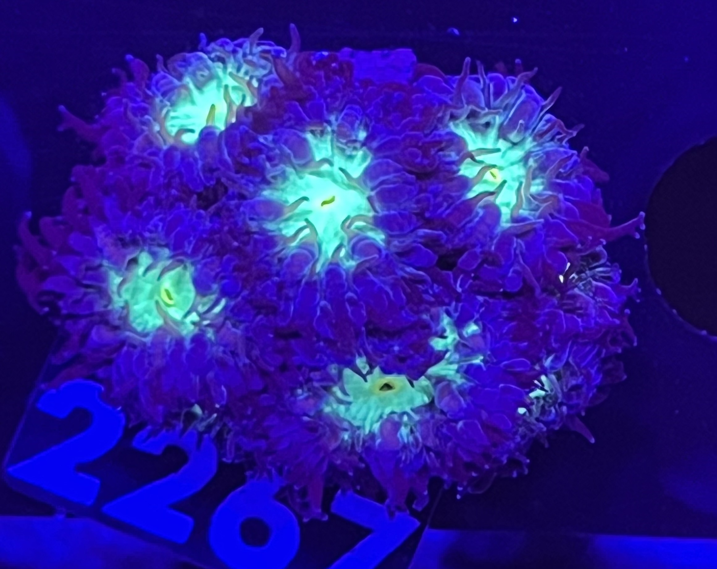 FMC Blastomussa merletti