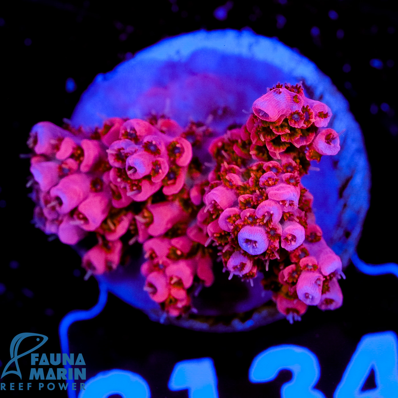 FMC Acropora Hyacinthus red V