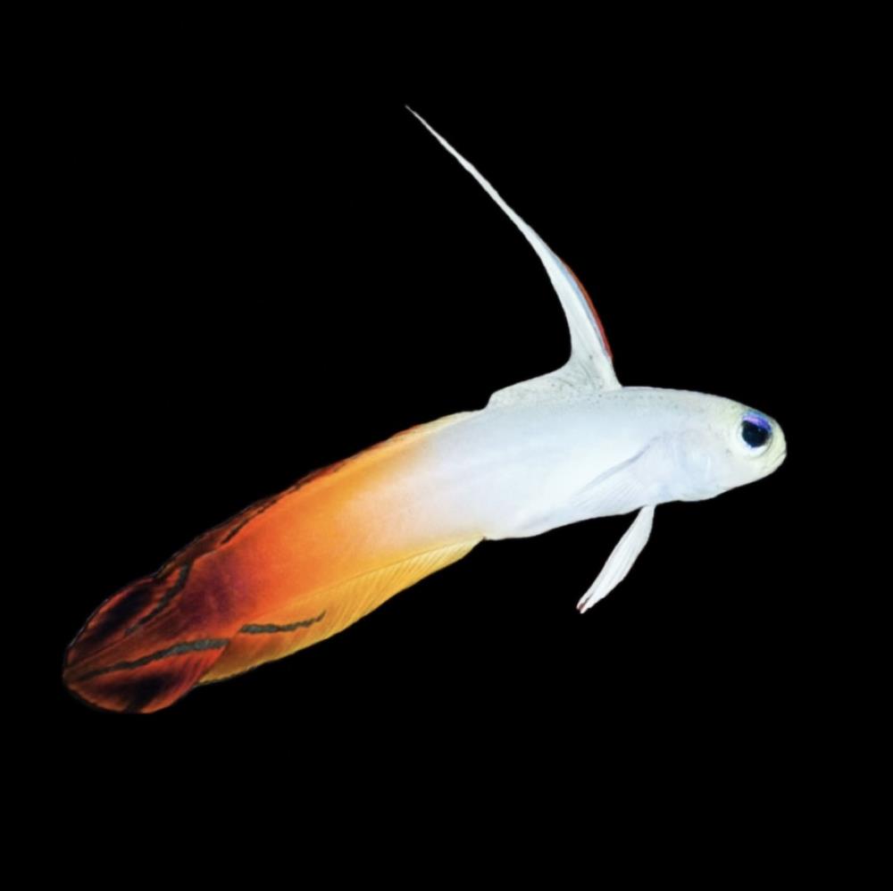 Nemateleotris magnifica - Feuer Schwertgrundel 4 - 6 cm