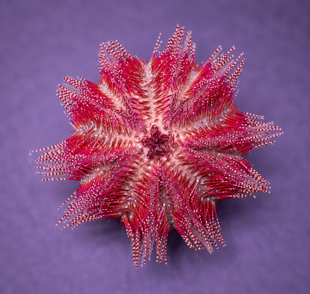 Salmacis Bicolor- Zweifarben-Seeigel
