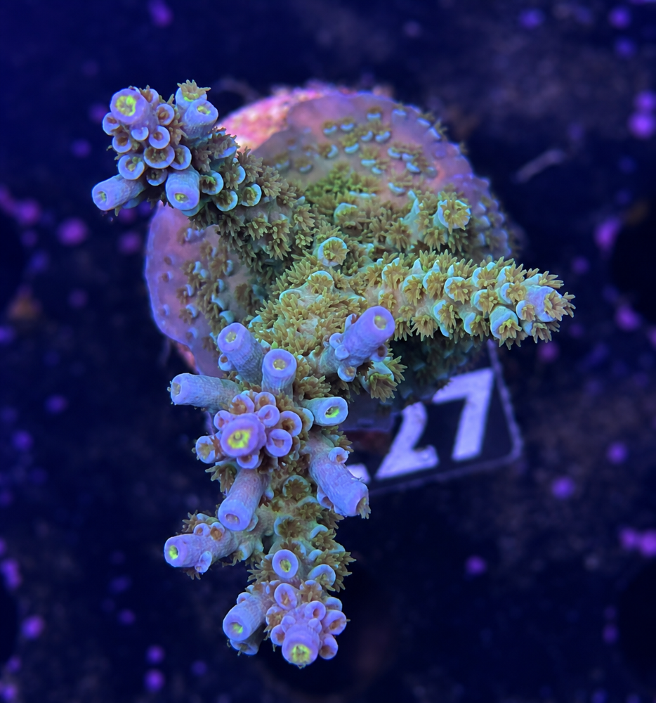 SciReef Acropora kenti Grade 1 Twin